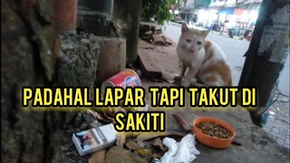 Kucing Pasar Bikin Sedih Hidupnya Terbalut Dengan Ketakut4n | Kucing Jalanan Minta Makan..!