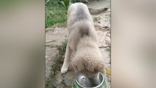 Ham ăn béo ú...cunyeucuadua yeucho yeuchomeo cún cúncon chó chómèo chócon chókhôn yeuchomeo chócute pet dog dogsoftiktok