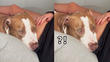 [สัตว์]หมานอนบนเจ้าของที่ท้องถูกน้องถีบ เบิกตาไม่อยากจะเชื่อ:เขาขยับ!