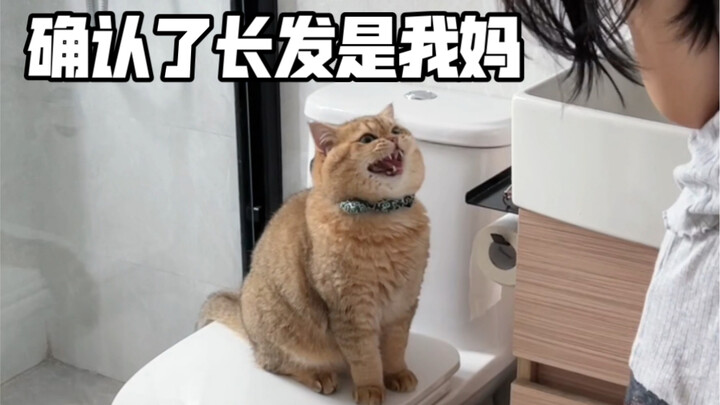 才知道猫认人还看头发长度