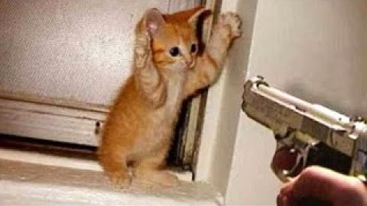 OMG So Cute Cats ♥ Best Funny Cat Videos 2020 #47 - Bilibili