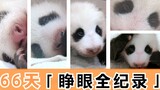 熊猫眼的进化史丨在线养熊猫这么久，不想好好看看宝宝睁开眼的样子吗？