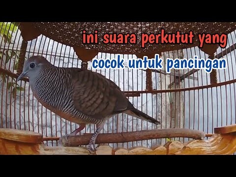 Perkutut lokal gacor suara pas untuk pancingan.