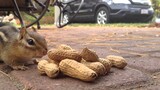 Chipmunk eating peanuts