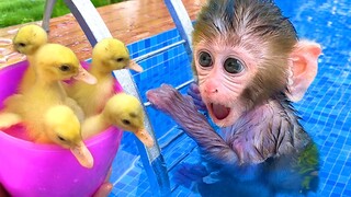 Monkey Baby Bon Bon eat yellow watermelon with puppy and swim with the koi fish in the pool