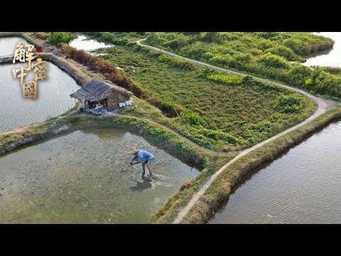 挪威的华人首富，回到中国养罗非鱼，几年过去成世界第一，一条鱼能有多少利润？【纪录海之南】