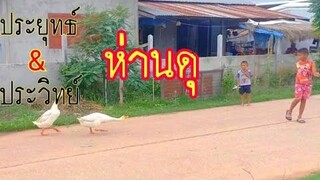 ห่านดุ ไล่จิกเด็ก ประยุทธ์&ประวิทย์