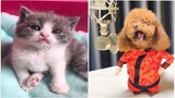 Tiktok chó mèo dễ thương #2 🐶😻 Funny and Cute Dog and Cat