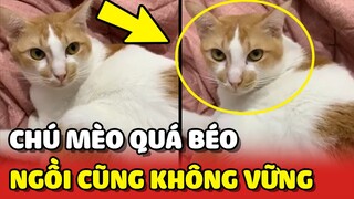 Chú mèo "BÁO ĐỜI" ngồi uống nước KHÔNG VỮNG vì QUÁ BÉO 😂 | Yêu Lu