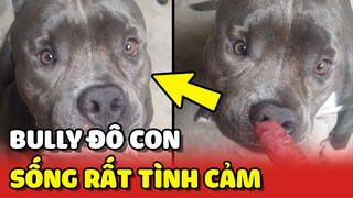 Bé Bully ĐÔ CON nhưng tâm hồn vô cùng DỄ THƯƠNG và sống TÌNH CẢM 🥰 | Yêu Lu