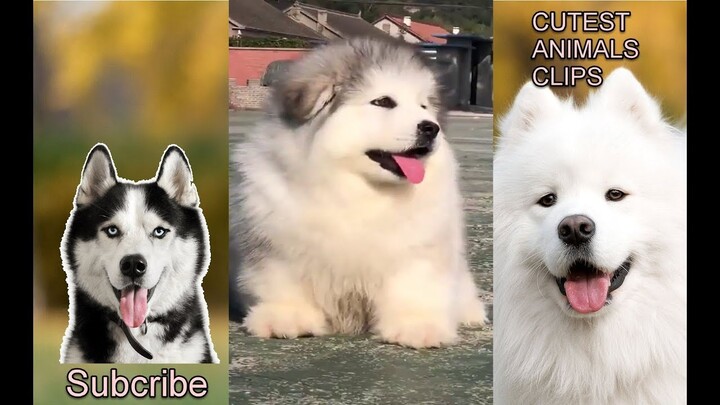 CUTEST ANIMALS IN THE WORLD #19 - Funny and cute dogs compilation 2019