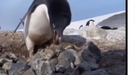 [Xing Gong Xi/Apresiasi Video] Penguin yang baik mengawasi penguin yang jahat