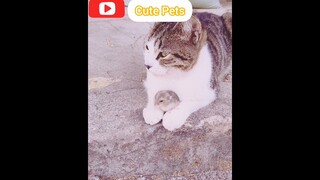 Funniest Animals 2023 😍 Best Funny Cats and Rat Videos 😻🐀V19 #cutePets #cat #dog #animals