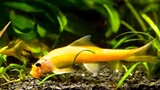 8 jenis ikan hias pemakan kotoran, lumut, alga, dan pembersih aquarium