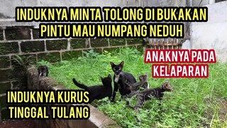 Astagfirullah Induk Kucing Dan 4 Ekor Anaknya Di Buang Dan Menunggu Pertolongan..!