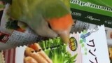 【Pet】Cute and Independent Parrots
