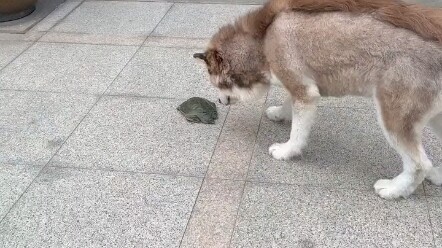 Once bitten by a turtle, everything you see looks like a tortoise, even the dog food you usually eat