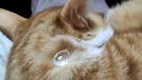 [ขนแมวกันน้ำได้เหมือนใบบัวจริงหรือ?] เพื่อประโยชน์ของวิทยาศาสตร์ แมวขอโทษ...