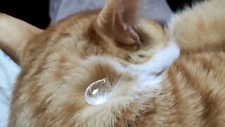 [Is cat hair really waterproof like a lotus leaf?] For the sake of science, cat, sorry...