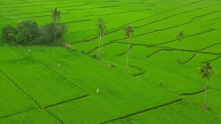 #菲律宾旅游 棉南岛土地资源丰富