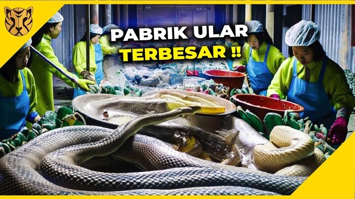 Inilah Rahasia Dibalik Produksi Pabrik & Peternakan Paling Unik dari Buaya, Ular, Sampai Paus