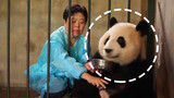 Cara "menculik" panda, Youtube: Pantas saja mereka terancam punah!