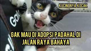 alhamdulillah Dapat Kucing Aneh Mau Di Rescue Malah Ngumpet Lihat Endingnya Lucu Banget..!