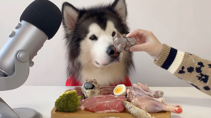 [Animal] [Dog] Alaskan Malamute | Eating Seriously