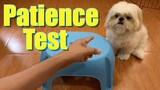 Testing My Dog's Patience With Treats | Cute & Funny Shih Tzu Dog Video