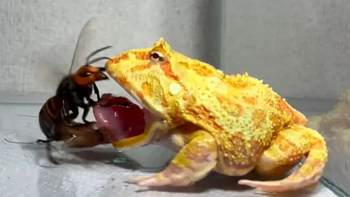 出産祝い 純銀製 Frog クルバオ・パンディット師 eats the moon eats