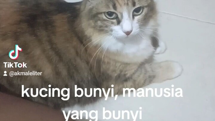 kucing mau dimanja