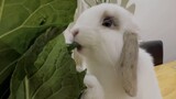 Animal Mukbang | Cute Bunny Eating Lettuce Leaves