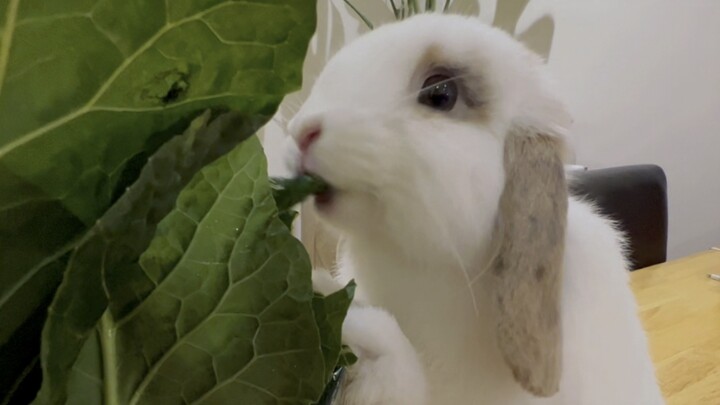 [Thú cưng] Thả rông thỏ trong nhà, rau cải không được đặt lung tung