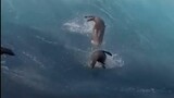 kehebatan singa laut mengarungi ombak besar terekam kamera - dunia binatang #shorts