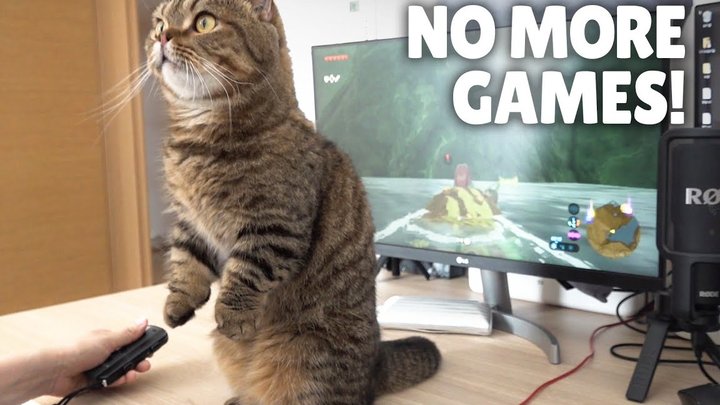 [Animal] [Kittisaurus] Lulu Doesn't Want Me to Play Games!