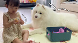 Thú cưng dễ thương | Chó Samoyed mukbang ăn kem