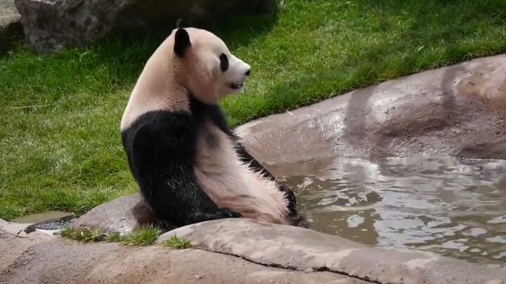 【Panda】How Pandas Become Endangered