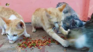 Hungry kitten attacks sibling for eating food