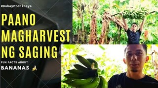 PAANO MAGHARVEST NG SAGING | FUN FACTS ABOUT BANANAS | BUHAY PROBINSYA | ANGEL OPENIANO