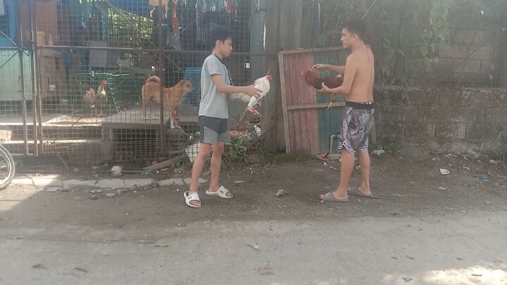 w.clarret x w.kelso(7months old )vs gb sweater x jj kelso(11 months old) 1st spar ng puti.