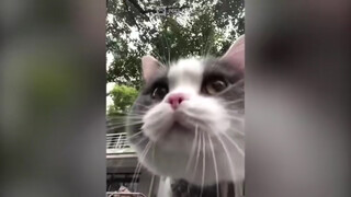 Sungguh kucing yang luar biasa! Operasi yang sangat ajaib