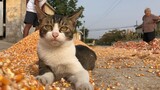[Động vật]Mùa thu hoạch, niềm hạnh phúc của mèo