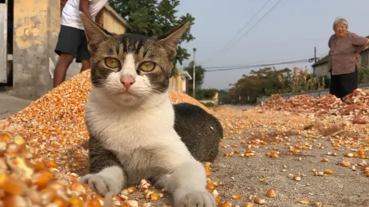 [Animals]Autumn harvest season, cat's happiness