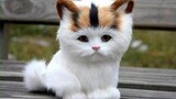 Upin & ipin Jawa versi Kucing Comel Karamel