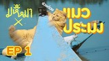 มหึหมาX EP1 - แมวประมง หาปลากินเอง Fishing Cats (EN)