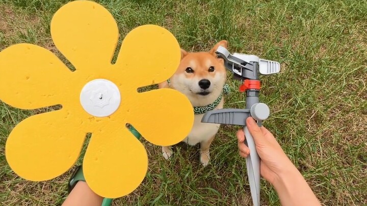 It's so easy! The automatic flower watering artifact has become a dog's weight loss tool