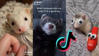 Hilarious and Cute Ferrets of TikTok #8