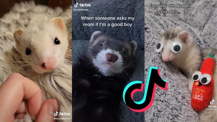 Hilarious and Cute Ferrets of TikTok #8