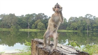 Adorable Princes Lola Stand Looking Mom, Sadness Baby Monkey Lola Find Mom Near The Lake