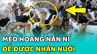 😻 Tan chảy với hành động đáng yêu của bé MÈO HOANG mong được nhận nuôi | MEOW